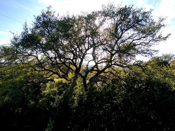 Low angle view of trees against sky in forest