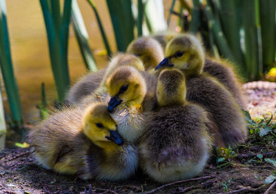 Close-up of a duck