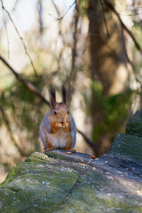Close-up of squirrel on tree