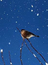 Close-up of bird perching on water against sky