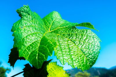 Low angle view of leaves against clear blue sky