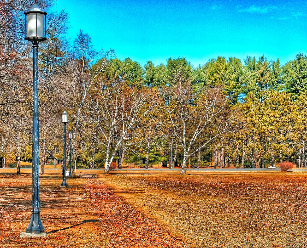 tree, street light, blue, growth, clear sky, the way forward, nature, tranquility, sunlight, lighting equipment, road, sky, flower, park - man made space, beauty in nature, autumn, transportation, outdoors, day, plant