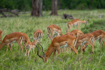 A herd of impalas grazing in a field