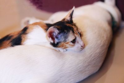 Close-up of cat sleeping at home