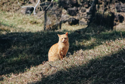 Cat on field