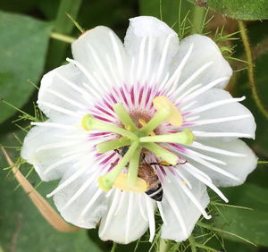 Close-up of white flower in park