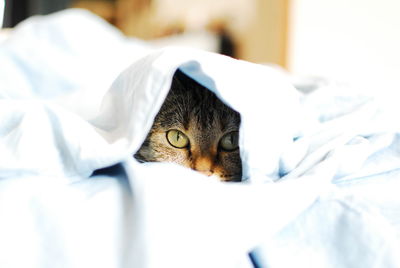 Portrait of cat hiding behind bed