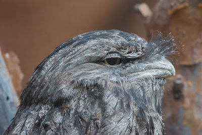 Close-up of eagle