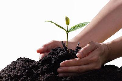 Close-up of hand holding plant against white background