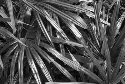 Full frame shot of plants