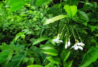 Close-up of flowering plant