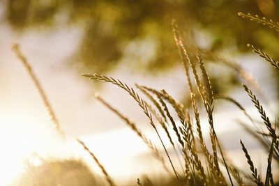 Close-up of stalks in field against sky