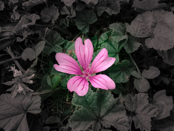 Close-up of pink flower blooming outdoors