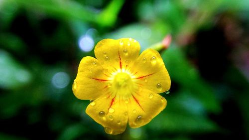 Close-up of wet yellow flower