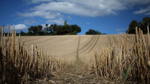 Scenic view of agricultural field against sky