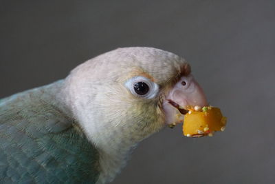 Close-up of parrot eating food
