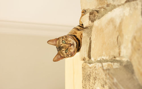 Close-up portrait of a cat against wall