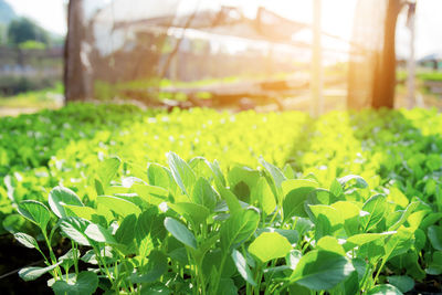 Close-up of plants growing on field during sunny day