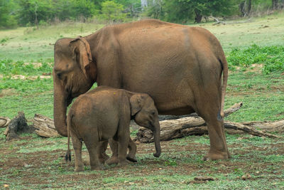 Mother elephant with its babies. udawalawe national park, sri lanka