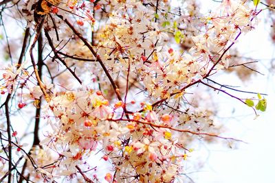 Low angle view of cherry blossoms in spring