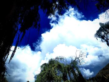 Low angle view of silhouette trees against sky