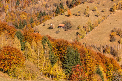 High angle view of trees on landscape during autumn