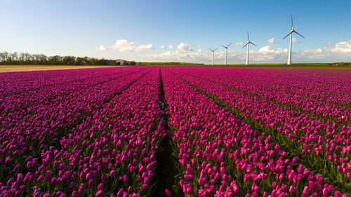 Scenic view of agricultural field against clear sky