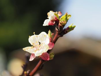 Close-up of pink flowers blooming outdoors