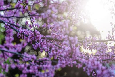Close-up of cherry blossom