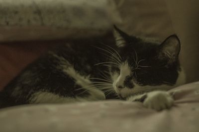 Close-up of cat resting