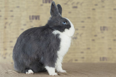 Close-up of a rabbit