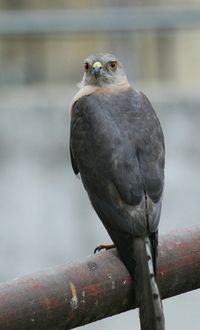 Close-up of eagle perching on railing