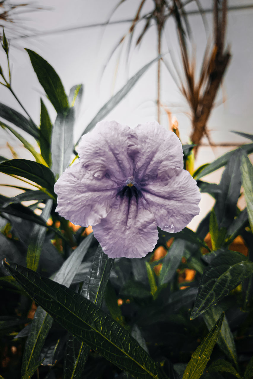 CLOSE-UP OF PURPLE FLOWER