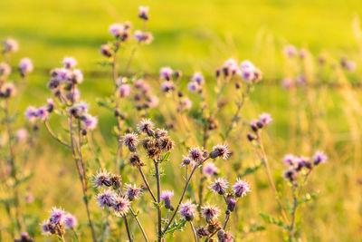 Close-up of insect on purple flowering plant