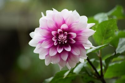 Close-up of pink dahlia flower