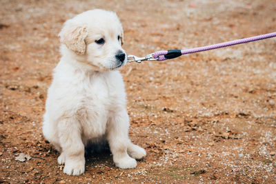 Close-up of a dog looking away