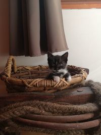 Cat relaxing in basket at home