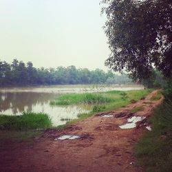 Scenic view of grassy field