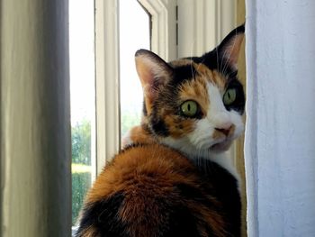 Close-up of calico cat on window behind sheer curtains