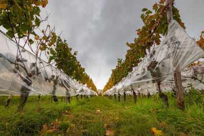 Grapes in a vineyard in german rheingau region wrapped in plastic for the production of icewein 