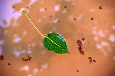 Close-up of leaf in water