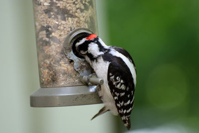 Close-up of bird perching on a feeder