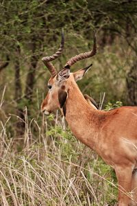 Deer in a forest