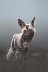 Portrait of cat standing on field