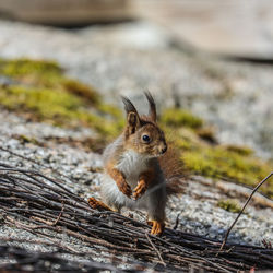 Close-up of squirrel on a plant on the rock