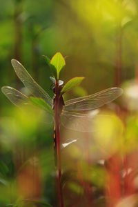 dragonfly