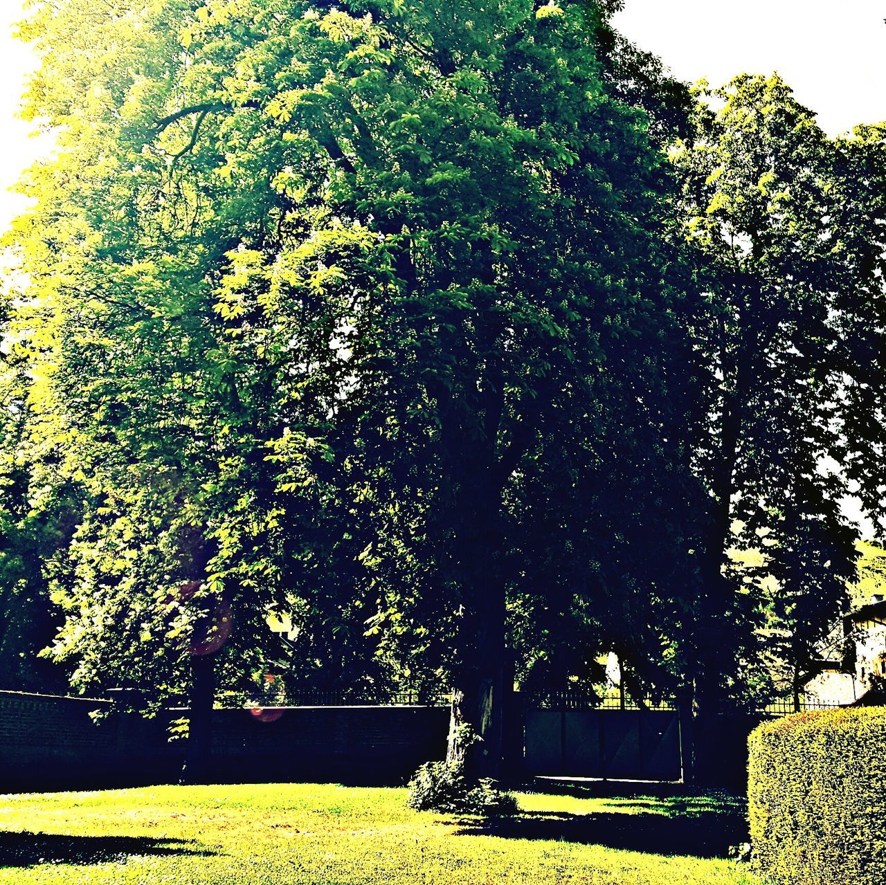 tree, growth, yellow, tranquility, nature, beauty in nature, green color, branch, park - man made space, plant, tranquil scene, sunlight, lush foliage, outdoors, field, day, scenics, no people, growing, flower