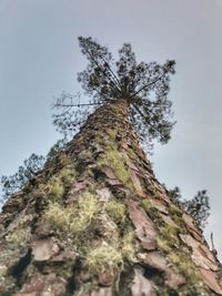 Low angle view of tree against sky