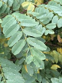 Close-up of raindrops on leaves