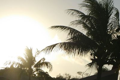 Low angle view of silhouette palm trees against clear sky